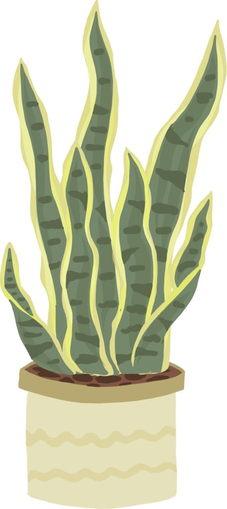 Snake Plant Drawing - Phonetic Digital